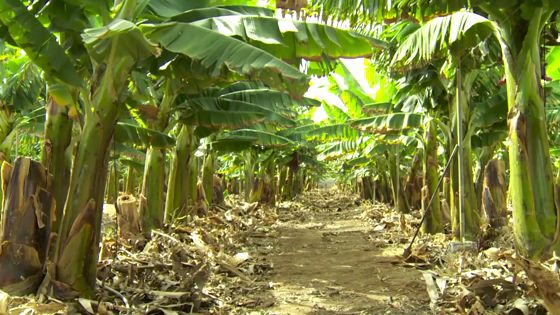 Imagen de Agrocabildo Tenerife: Deshijado de la platanera