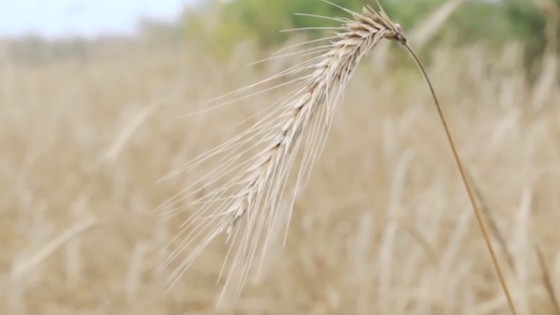 Imagen de Agrocabildo Semanal 25 de Marzo de 2016