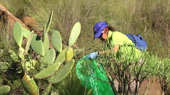 Imagen de Importancia del Voluntariado Medio Ambiental