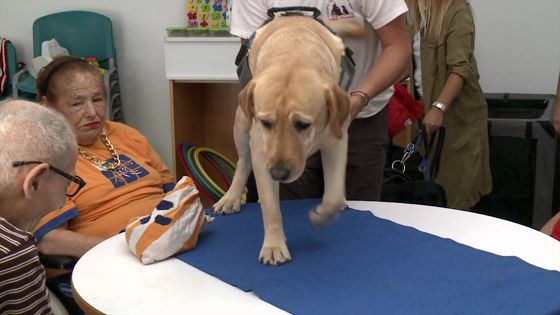 Imagen de El IASS promueve terapias con perros para medio centenar de mayores residentes en sus centros