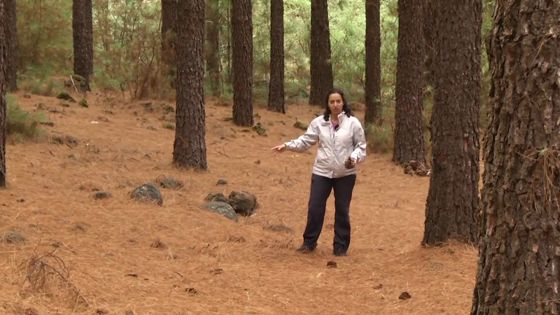 Imagen de Pinocha en Tenerife. Area de Medio Ambiente del Cabildo de Tenerife