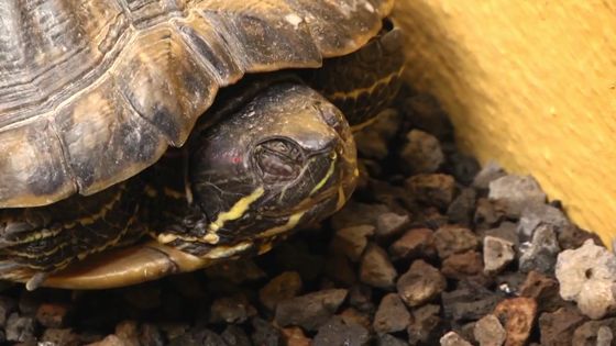 Imagen de Animales exóticos. Area de Medio Ambiente del Cabildo de Tenerife