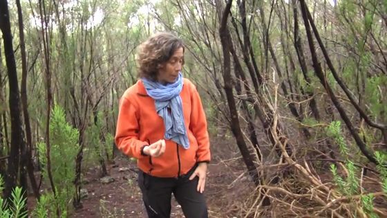 Imagen de Tratamiento del Monte Verde. Area de Medio Ambiente del Cabildo de Tenerife