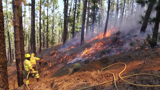 Imagen de Brigada BRIFOR. Area de Medio Ambiente del Cabildo de Tenerife