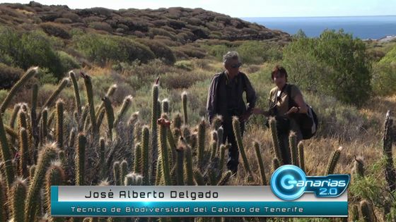 Imagen de Cactáceas. Area de Medio Ambiente del Cabildo de Tenerife