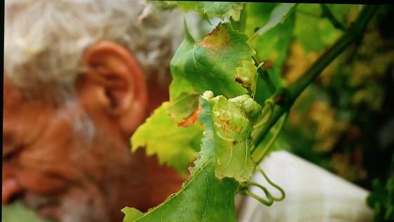 Imagen de El Cabildo entrega los Premios Tenerife Rural vinculados a la actividad agraria