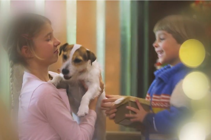 Imagen de Vídeo promocional. Campaña de animales en Navidad