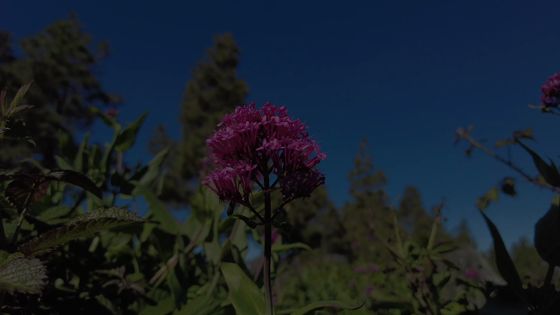 Imagen de El Cabildo convierte en compost más de 18 toneladas de flora exótica extraída del Chinyero