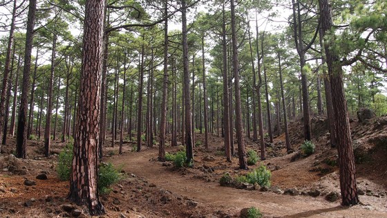 Imagen de El Cabildo mejora los montes de la comarca oeste para prevenir los incendios forestales