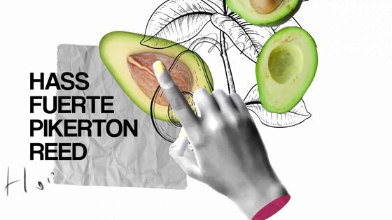 Imagen de Campaña ‘Aguacates de Tenerife. Es Aguacate de Canarias’